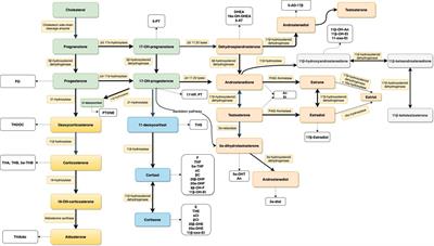 Changes of androgen and corticosterone metabolites excretion and conversion in cystic fibrosis